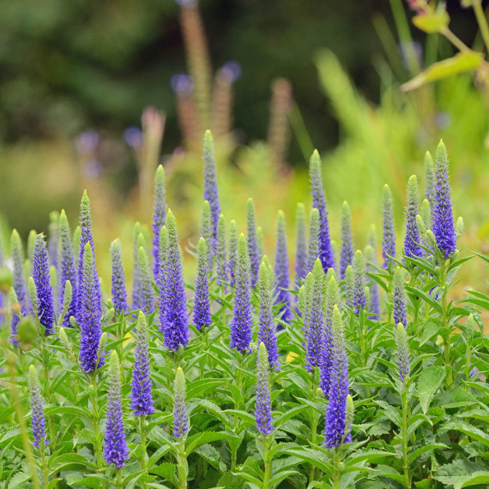 YouGarden Veronica Ulster Dwarf Blue Spiked Speedwell Plant Pot 3 Pack Image 3