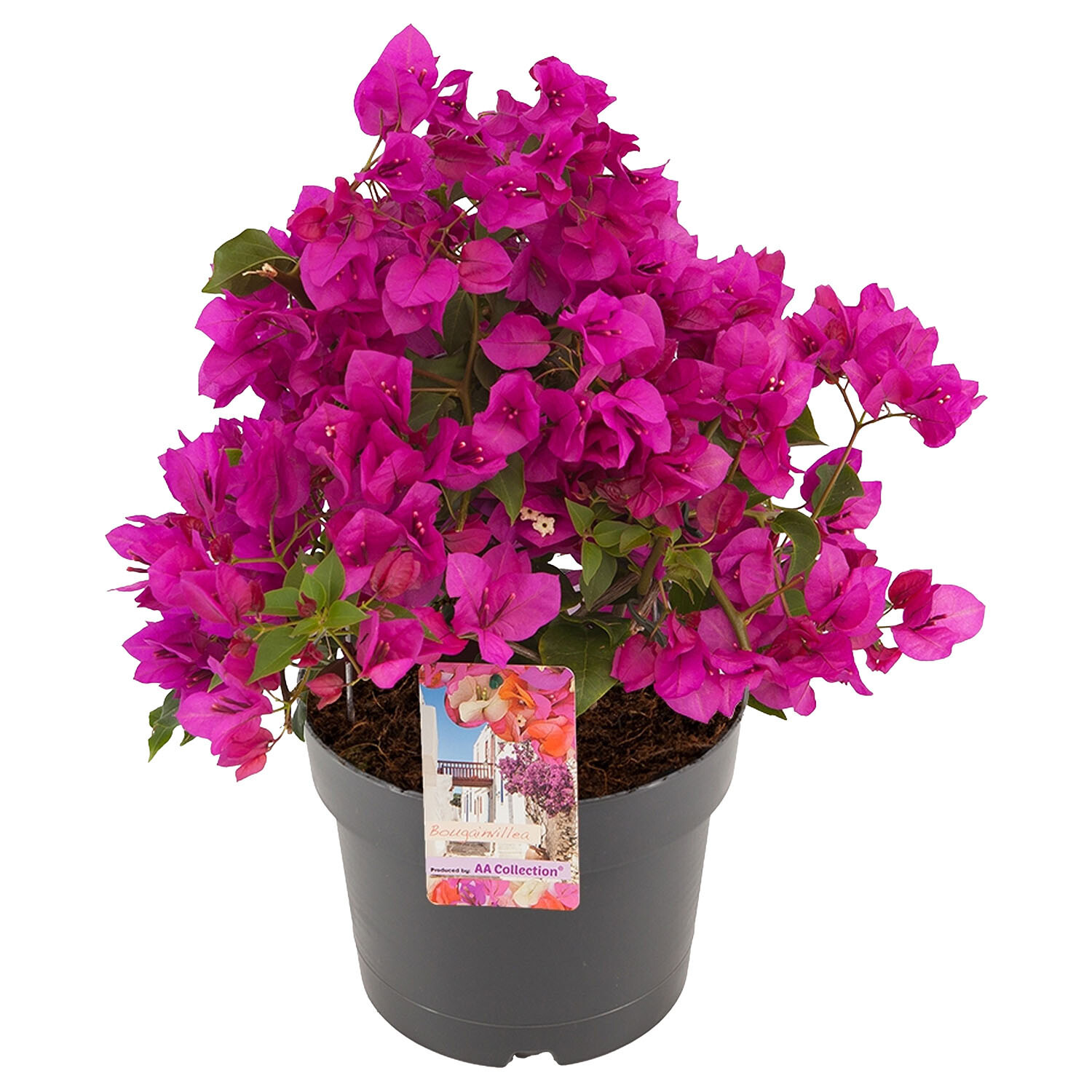 Bougainvillea Sandriana Bush 19cm - Pink or Purple Image