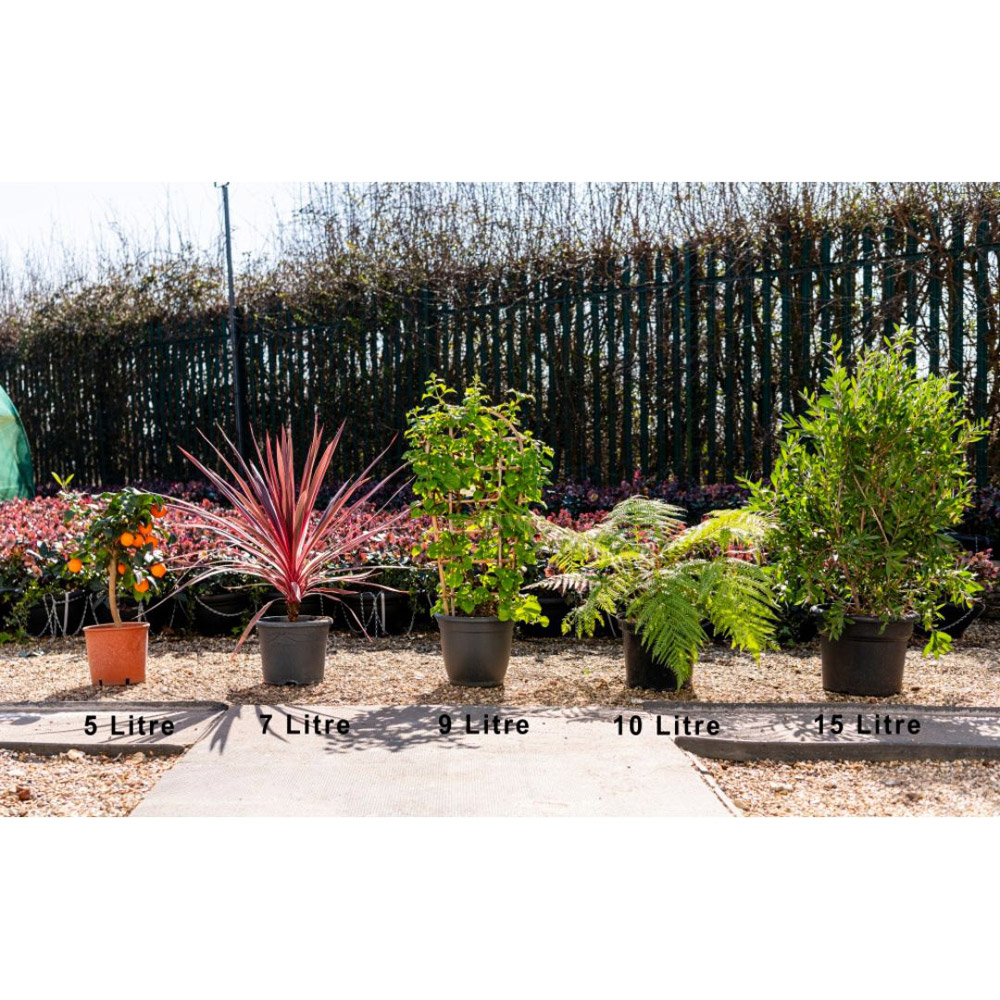 Thompson and Morgan Ceanothus Repens Plant Pot 3.6L Image 5