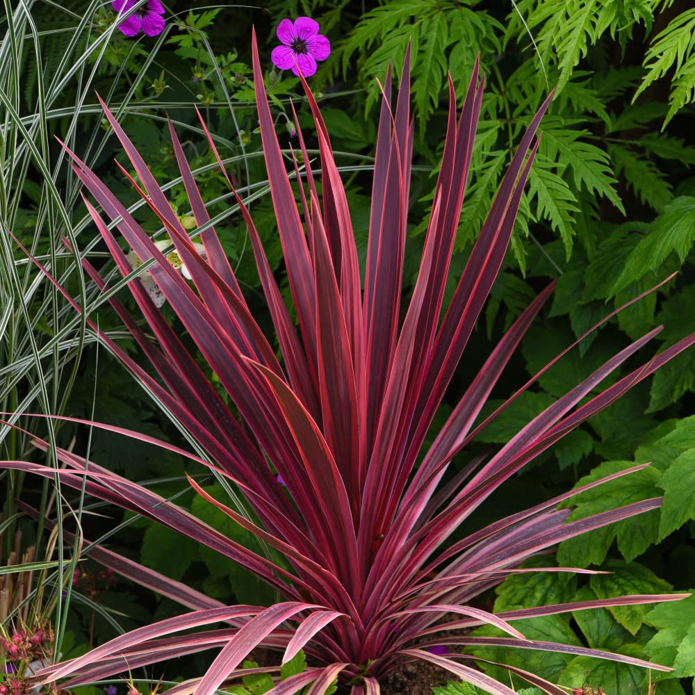 Thompson and Morgan Red Cordyline Torbay Plant Pot 9cm Image 3