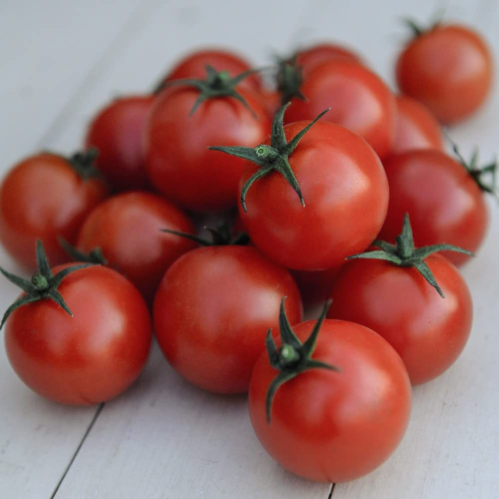 Thompson and Morgan Tomato Gardeners Delight Plant Pot 9cm 3 Pack Image 4