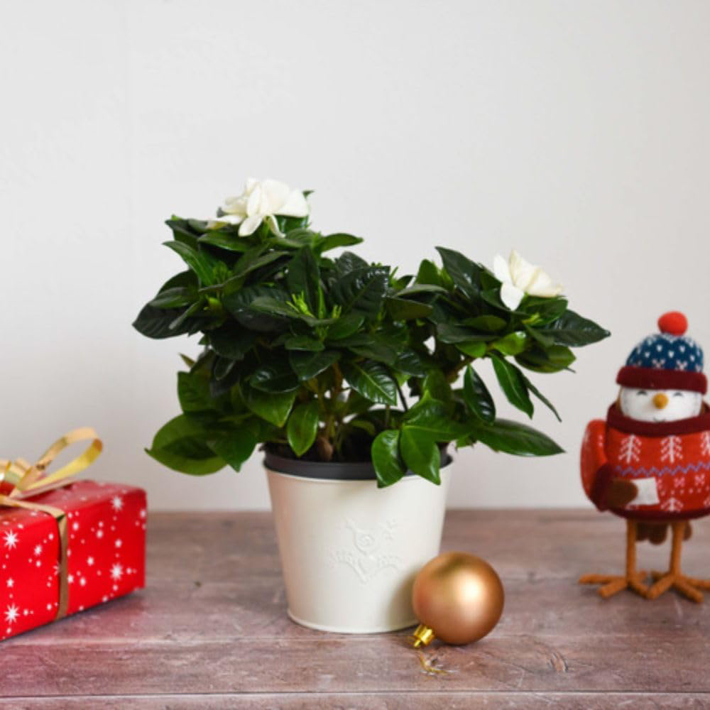 Thompson and Morgan Christmas Gift Gardenia Snowball Plant Pot 13cm Image 5