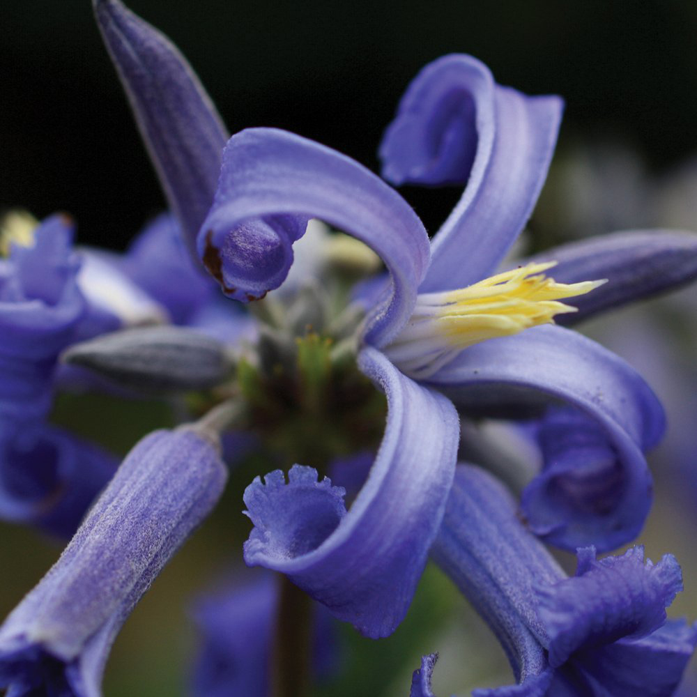 Thompson and Morgan Clematis New Love Potted Plant 7cm Image 1