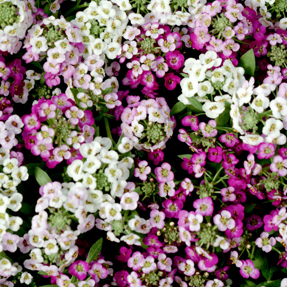 Thompson and Morgan Alyssum Clear Crystal Mixed Garden Ready Plant 15 Pack Image 4