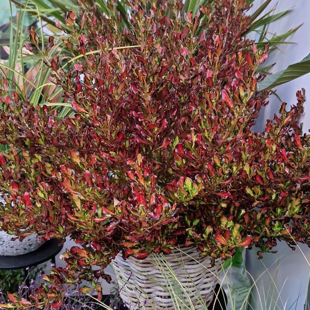 YouGarden Mirror Bush Coprosma Northern Lights Plant Pot 9cm 3 Pack Image 2