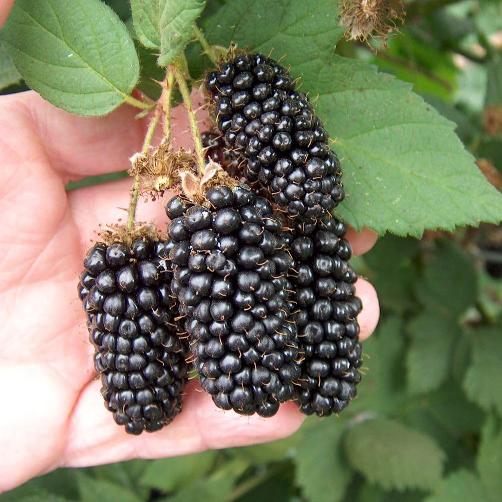 Thompson and Morgan Blackberry Rubus Karaka Black Plant Pot 2L 2 Pack Image 2