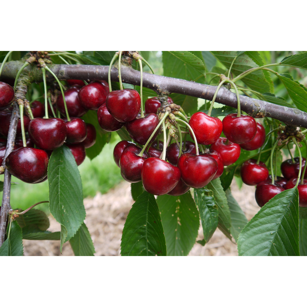 Frank P Matthews Trees Cherry Prunus Lapins Cherokee Colt Maiden Tree Image 2