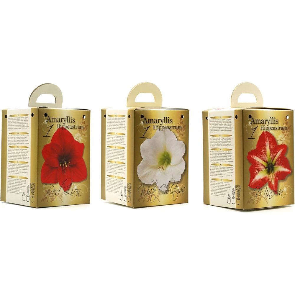GreenBrokers Red and White Amaryllis Planting Bulb Gift Kit Image 7
