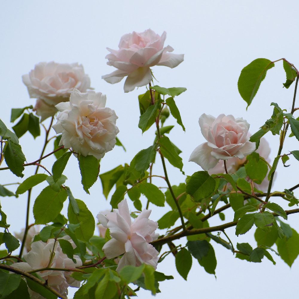 YouGarden Madame Alfred Carriere Bare Root Rose 2 Pack Image 3