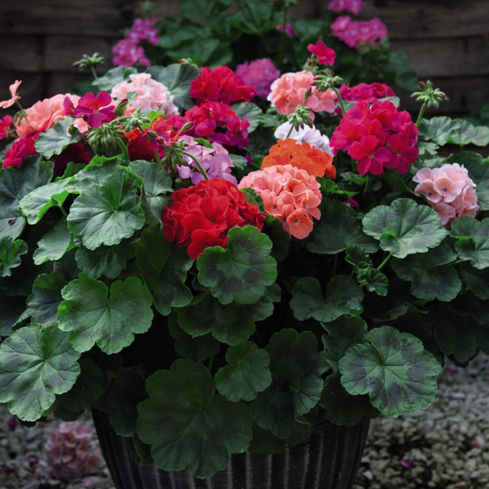 Thompson and Morgan Geranium Zonal JackPot Mixed Plant Plug 36 Pack Image 2