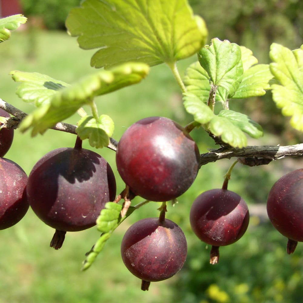 Thompson and Morgan Gooseberry Growers Choice Plant Pot 9cm Image 4