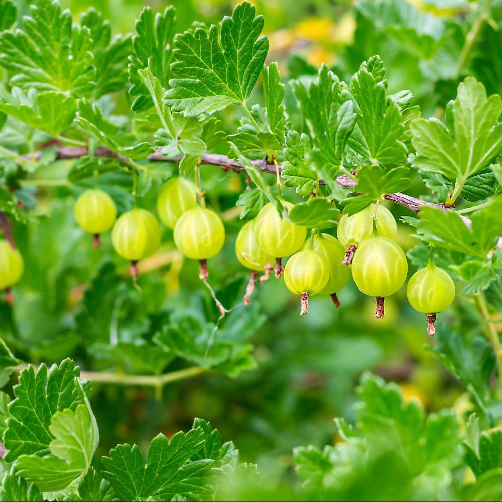 Thompson and Morgan Gooseberry Growers Choice Plant Pot 9cm 3 Pack Image 4