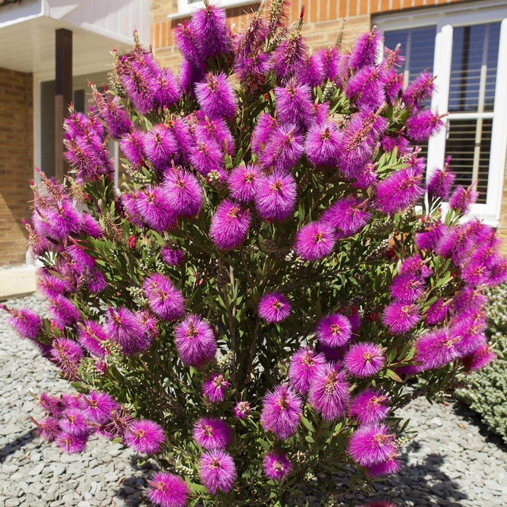 YouGarden Callistemon Viminalis Hot Pink Plant Image 1