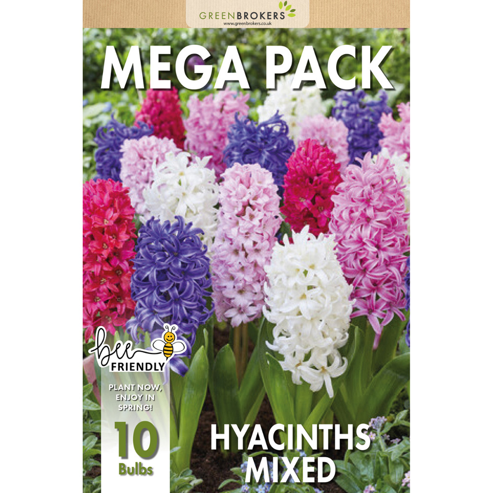 GreenBrokers Dutch Hyacinth Mixed Planting Bulb 10 Pack Image 2