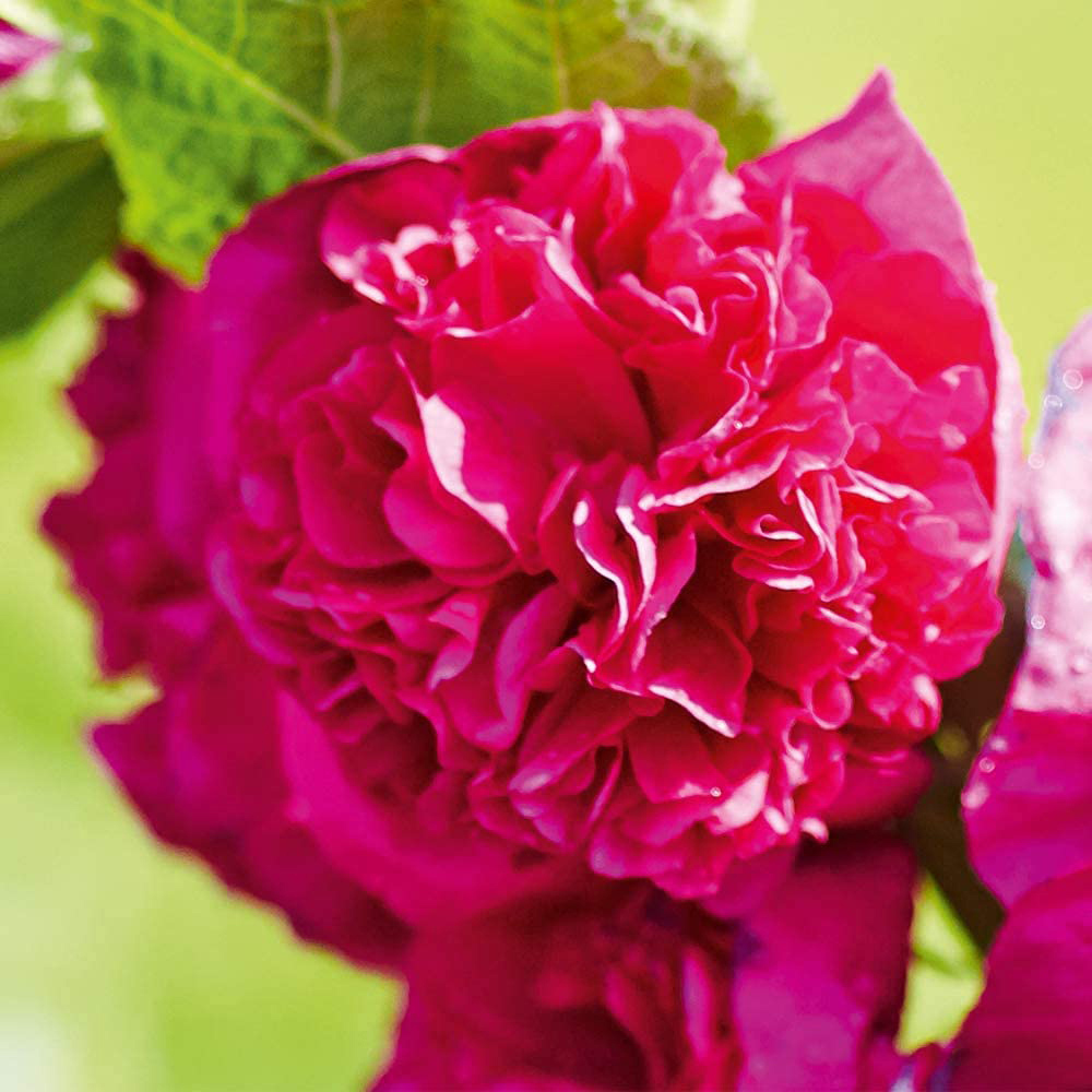 Thompson & Morgan Hollyhock Chaters Doubles Bare Root 3 Pack Image 3