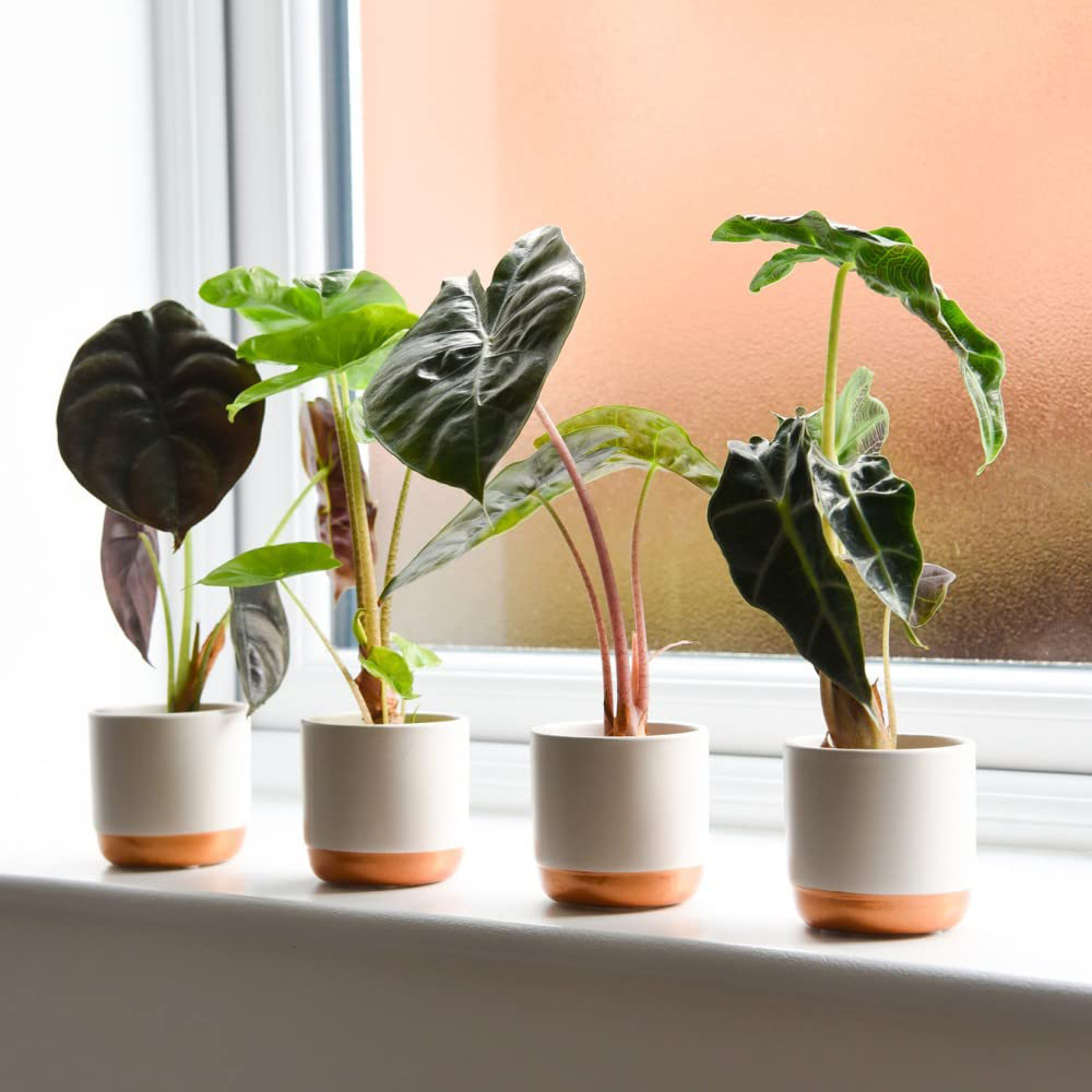 Thompson & Morgan Alocasia Cuprea Potted Plant 6 Pack Image 3