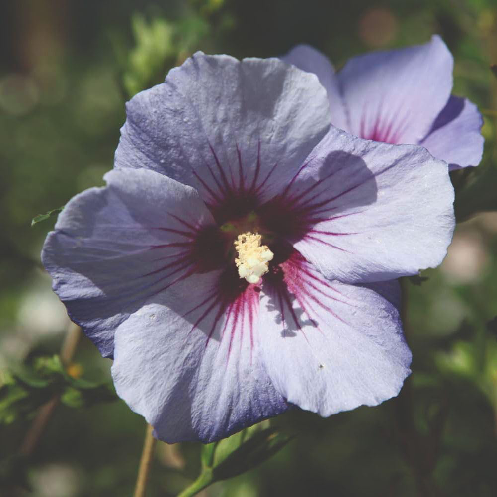 Thompson & Morgan Hibiscus Syriacus Marina Plant Pot 10L | Homebase