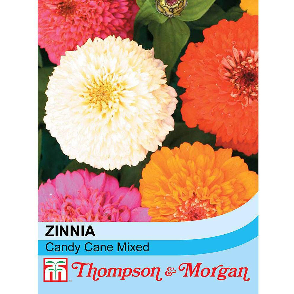 Thompson & Morgan Zinnia Elegans Candy Cane Mixed Seeds Image 2