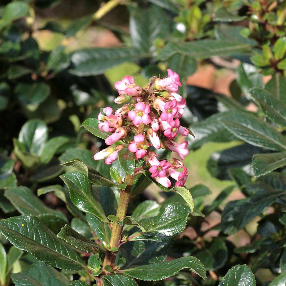 Thompson and Morgan Escallonia Variety Macrantha Plant Pot 9cm Image 2