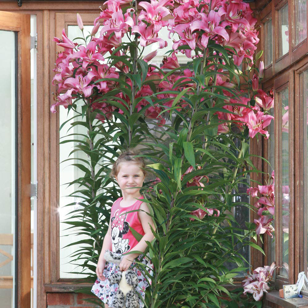 Thompson and Morgan Tree Lily Collection Planting Bulb 9 Pack Image 6