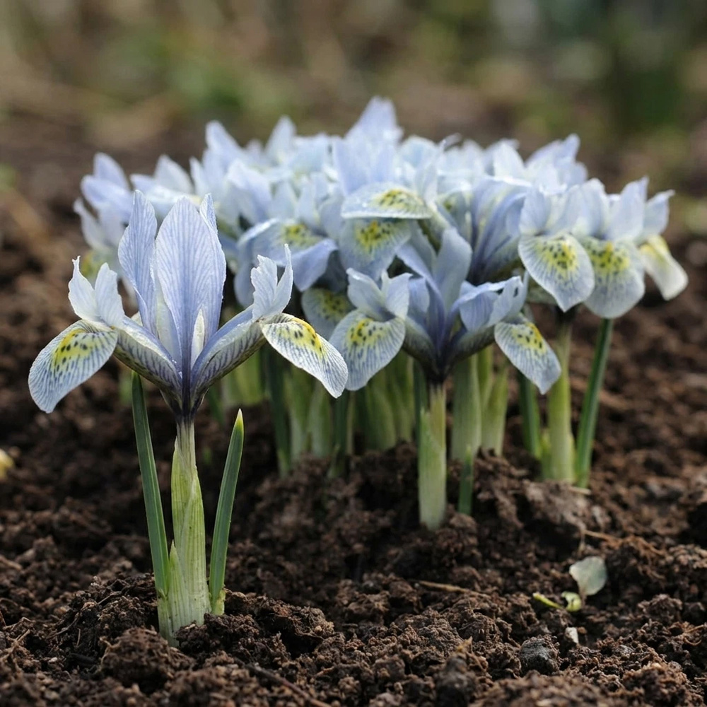 Thompson and Morgan Iris Katharine Hodgkin Autumn Planting Bulb 16 Pack Image 2