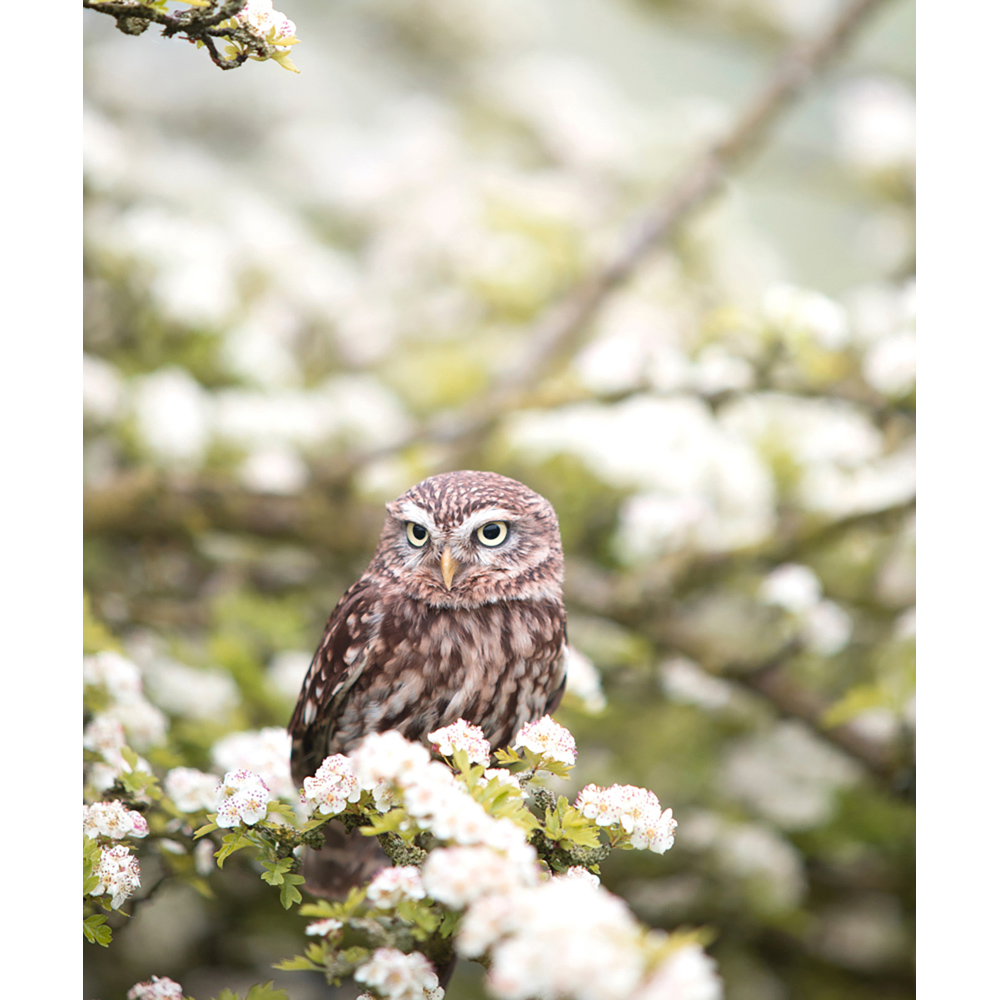 Mirrorstone Nexus Owl In The Spring Picture Wi-Fi Infrared Heating Panel 1200W 995 x 1195mm Image 4