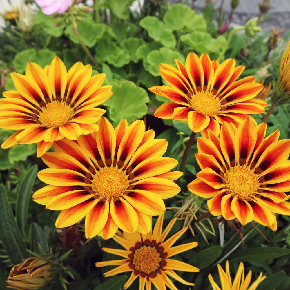 Thompson and Morgan Container Collection Mixed Plant Plug 24 Pack with Flower Seed 5 Pack Image 5