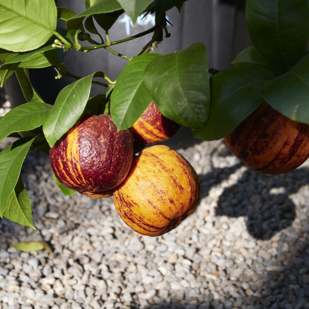 Thompson and Morgan Citrus Meyeri x Sinensis Arcobal Plant Pot 3L Image 2