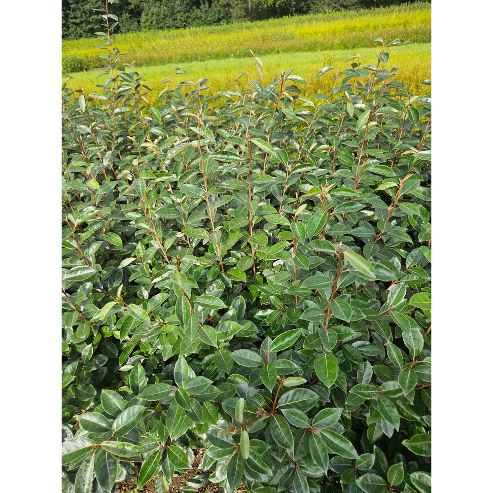 Inspirational Gifting Green Privet Evergreen Bare Root Hedge Plant Sapling 3-4ft 5 Pack Image 5