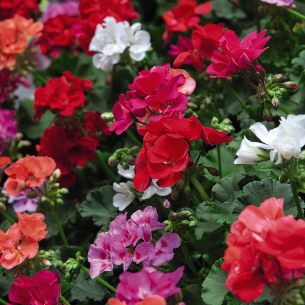 Thompson and Morgan Container Collection Mixed Plant Plug 24 Pack with Flower Seed 5 Pack Image 4