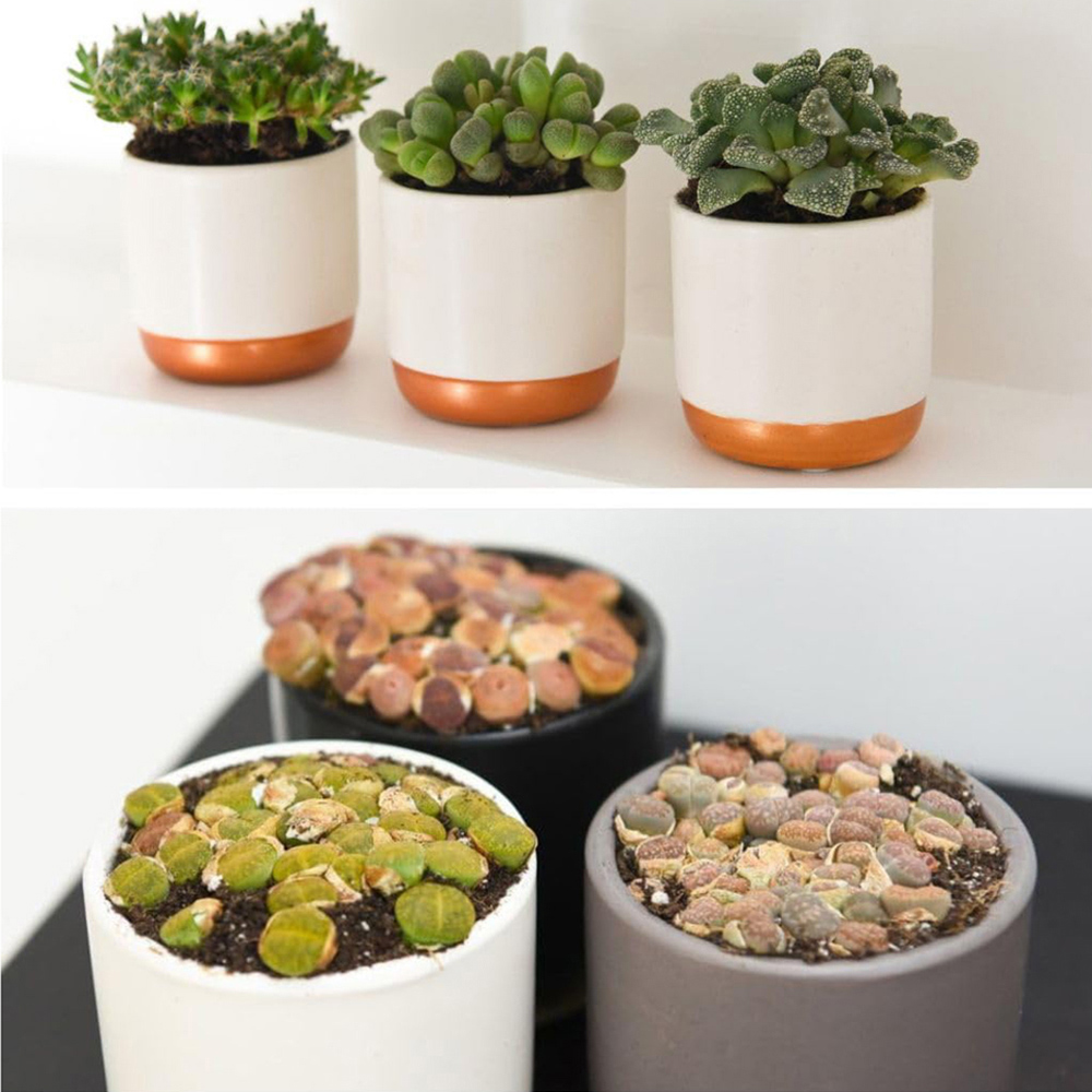 Thompson and Morgan Lithops species Mix 8.5cm Image 3