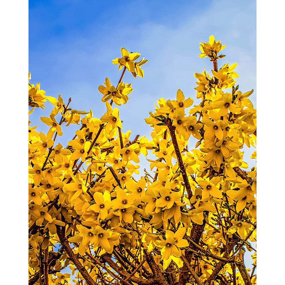 Inspirational Gifting Forsythia Bare Root Hedge Plant Sapling 3ft 5 Pack Image 2