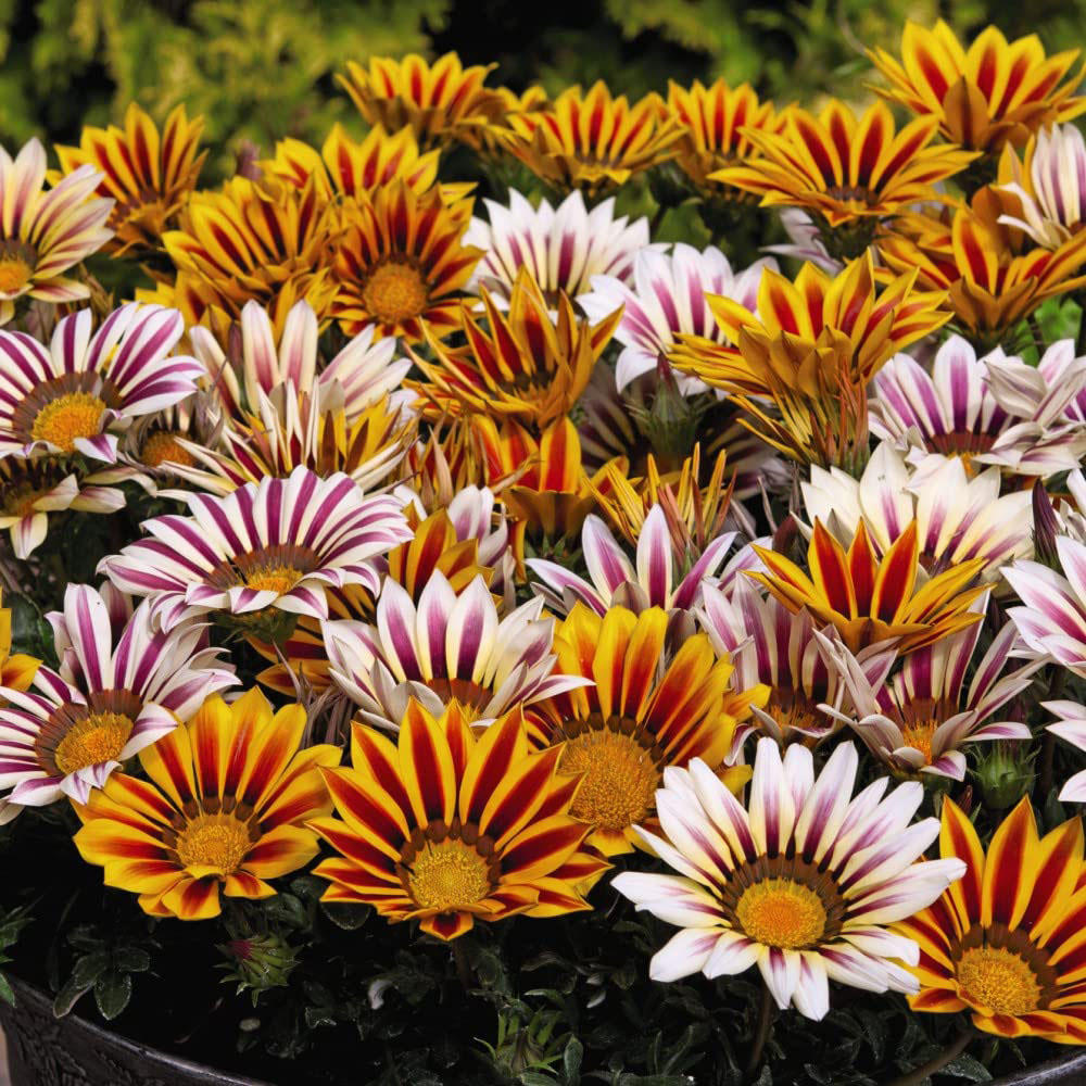 Thompson and Morgan Garden Ready Bumper Collection Garden Ready Plant 360 Pack Image 7