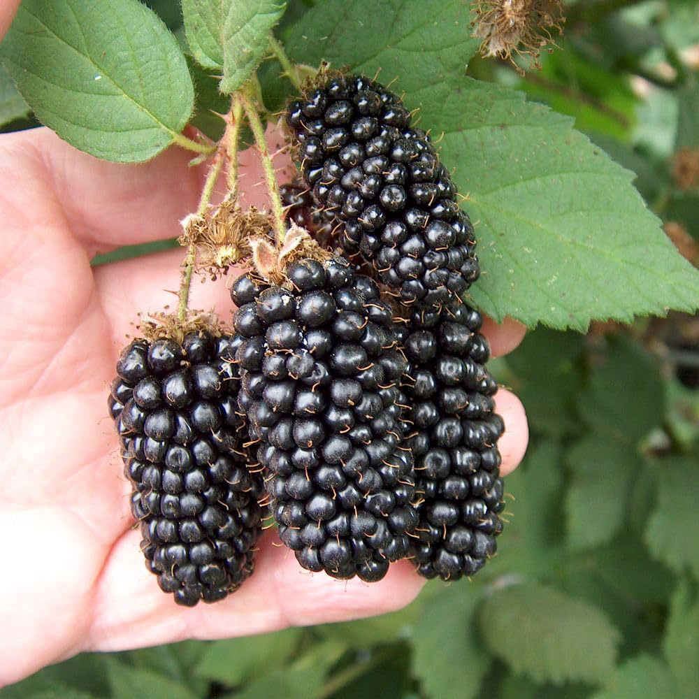 Thompson and Morgan Blackberry Rubus Karaka Black Plant Pot 2L Image 2