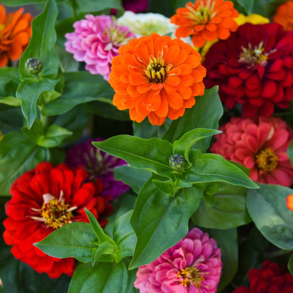 Thompson and Morgan Zinnia Zesty Garden Ready Plant 15 Pack Image 2