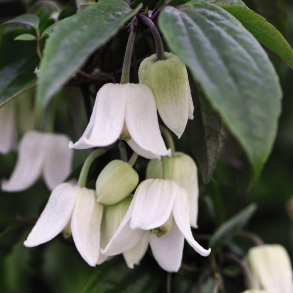 Thompson and Morgan Clematis Winter Beauty Tower Pot 7cm 2 Pack Image 5