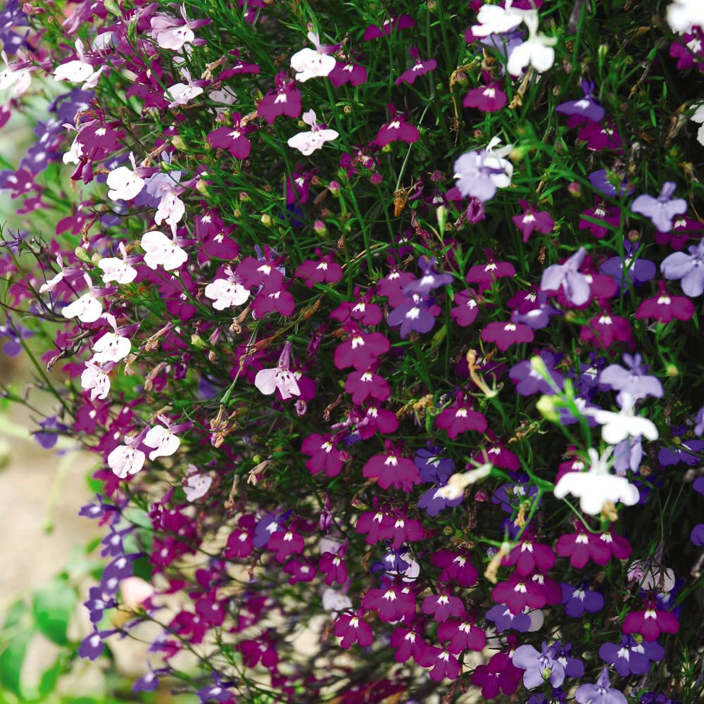 Thompson and Morgan Garden Ready Basket Collection Garden Ready Plant 120 Pack Image 4