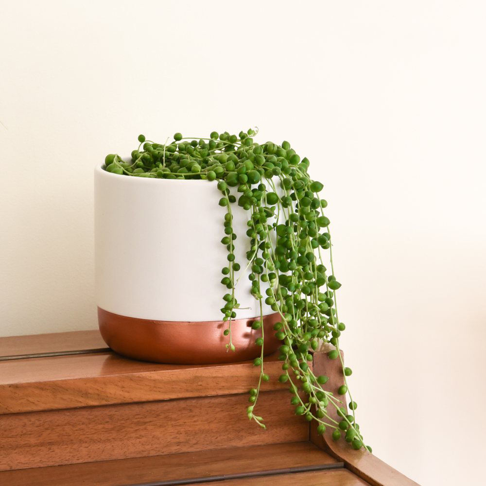 Thompson & Morgan Senecio Rowleyanus String of Pearls Potted Plant 9cm 2 Pack Image 4