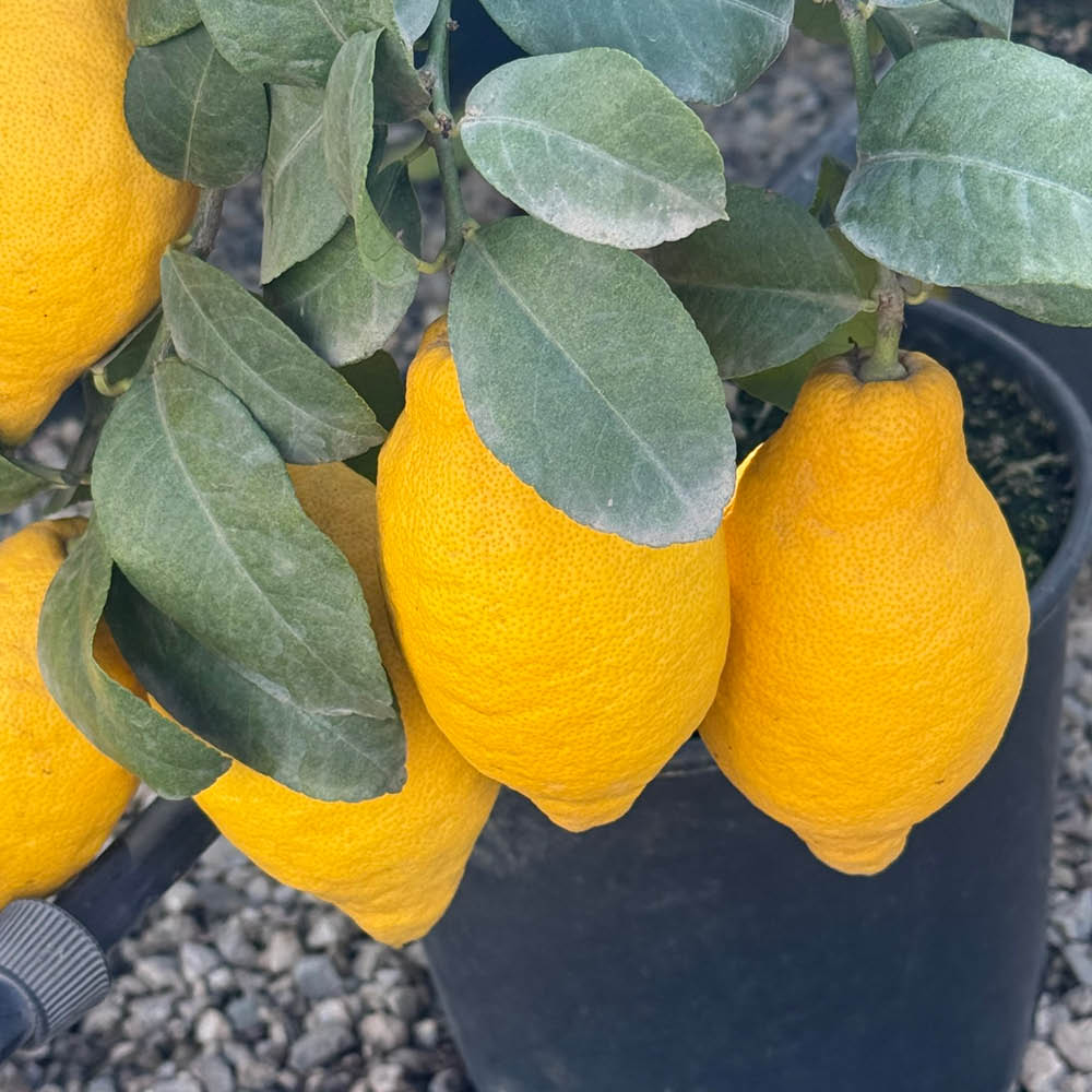 YouGarden Citrus Lemon Tree in Pot Image 2