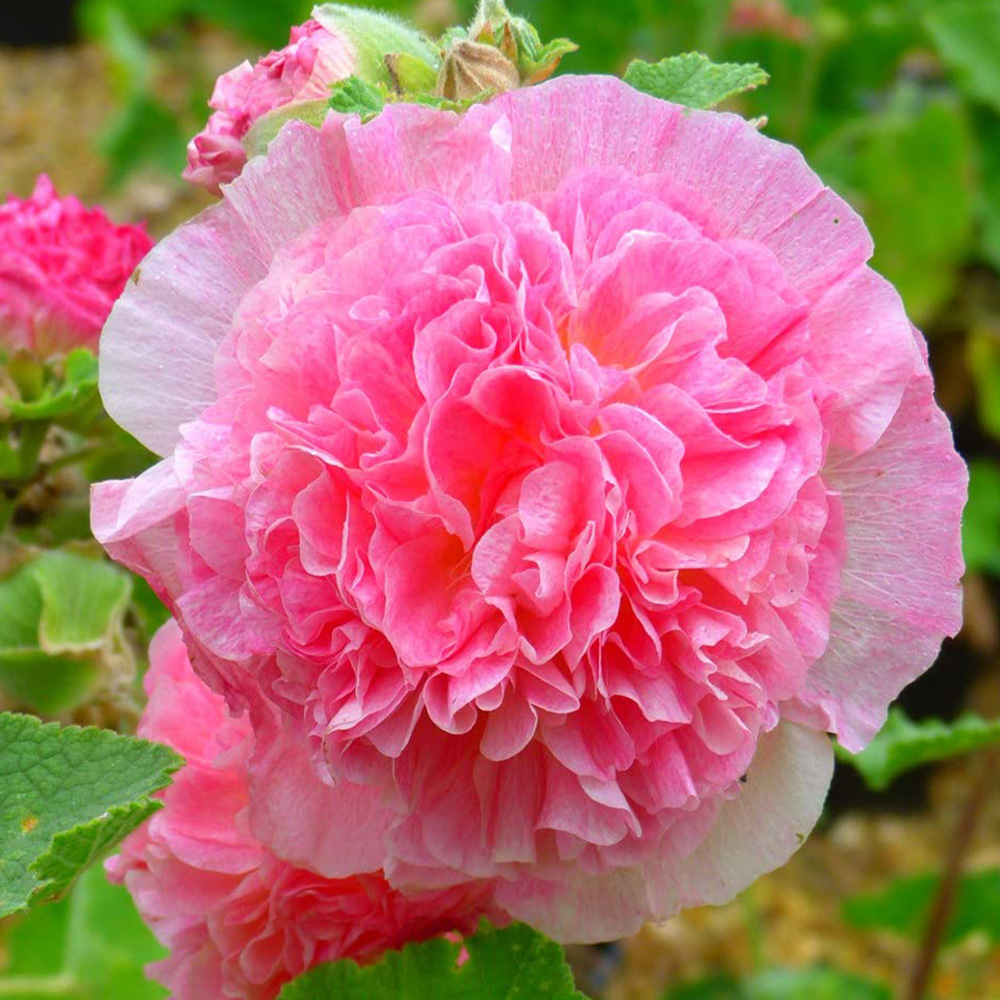 Thompson and Morgan Hollyhock Chaters Double Garden Ready Plant 15 Pack Image 3