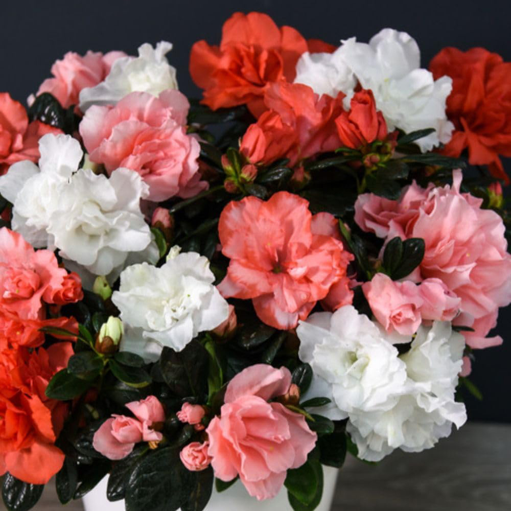 Thompson and Morgan Christmas Gift Azalea Quartet Plant Pot 14cm 2 Pack Image 2