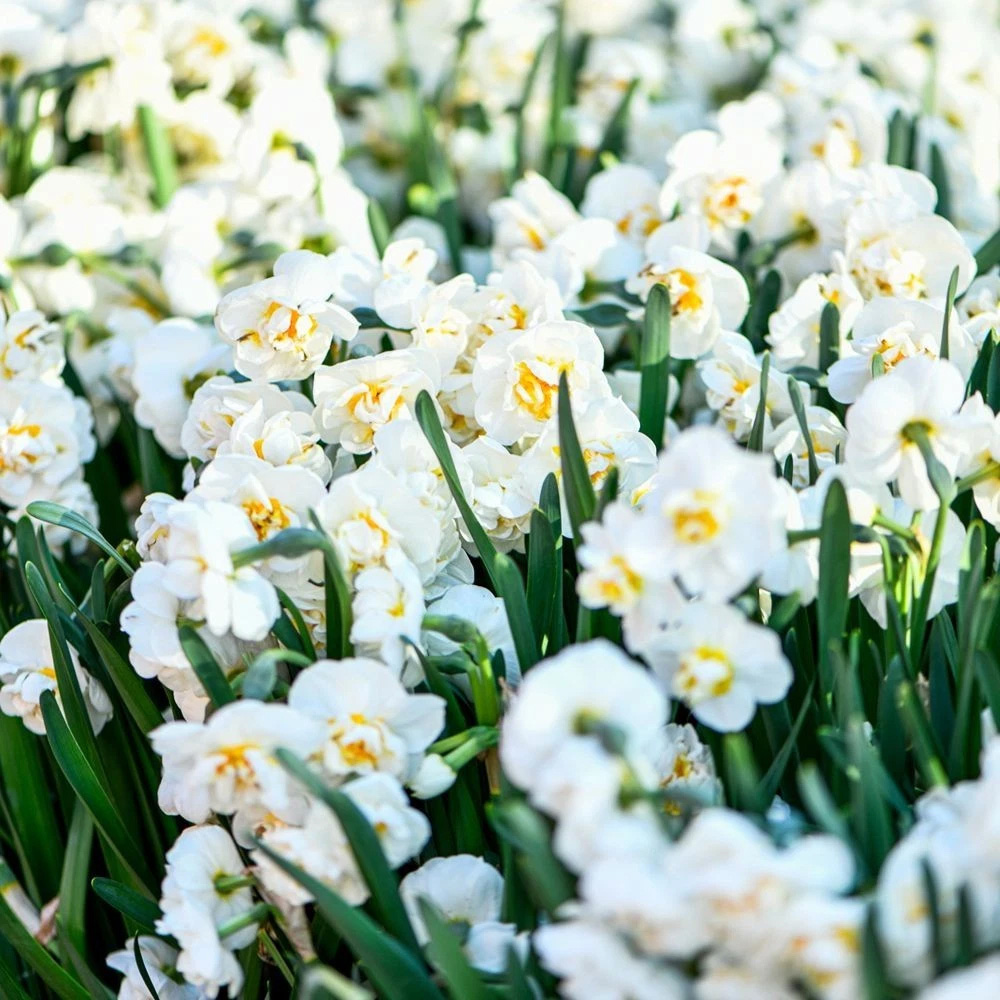 Thompson and Morgan Daffodil Bridal Crown Creamy White and Yellow Planting Bulb 16 Pack Image 5