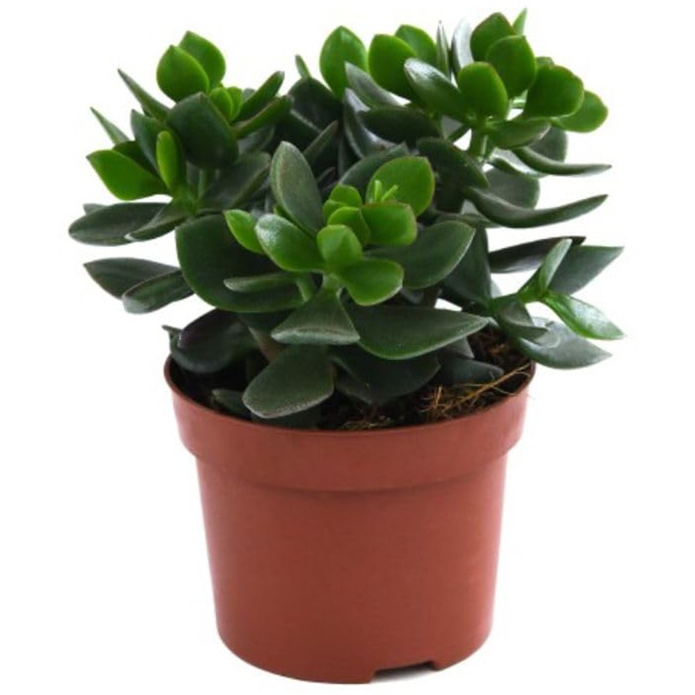 Thompson and Morgan Crassula Hulk Potted Plant 12cm 3 Pack Image 2
