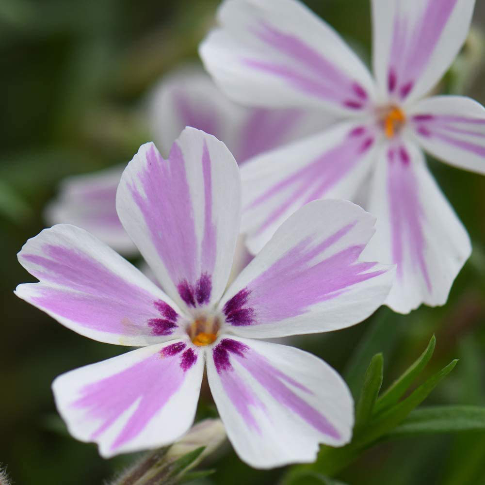 Thompson and Morgan Creeping Phlox Collection 2023 Ground Cover Perennial 20 Postiplugs Image 2