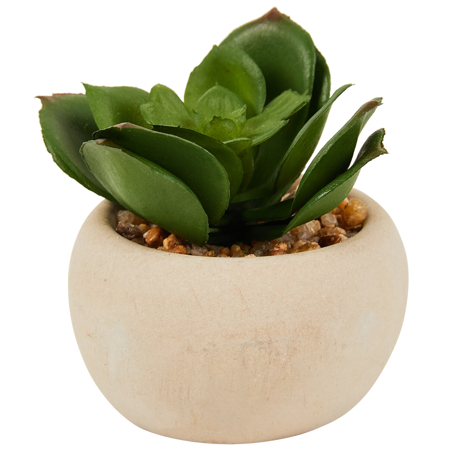 Mini Succulent in Pot - Green and Cream Image 11