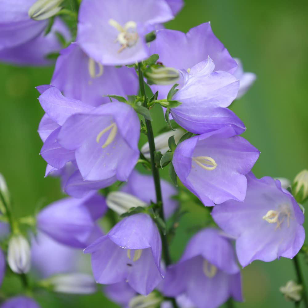 Thompson and Morgan Campanula Persicifolia Takion Blue Garden Ready Plant 30 Pack Image 1
