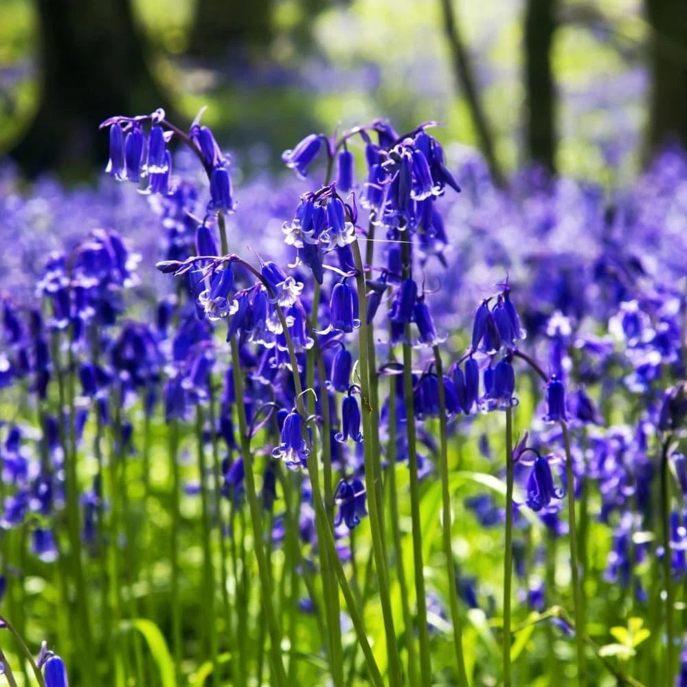 Thompson and Morgan English Bluebell Hyacinthoides Non-Scripta Autumn Planting Bulb 32 Pack Image 2
