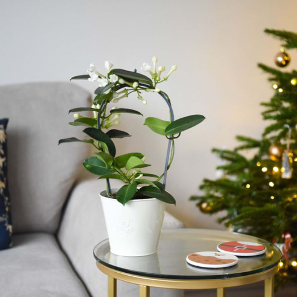 Thompson and Morgan Christmas Gift Stephanotis Floribunda Plant in Zinc Cachepot 12cm 2 Pack Image 5