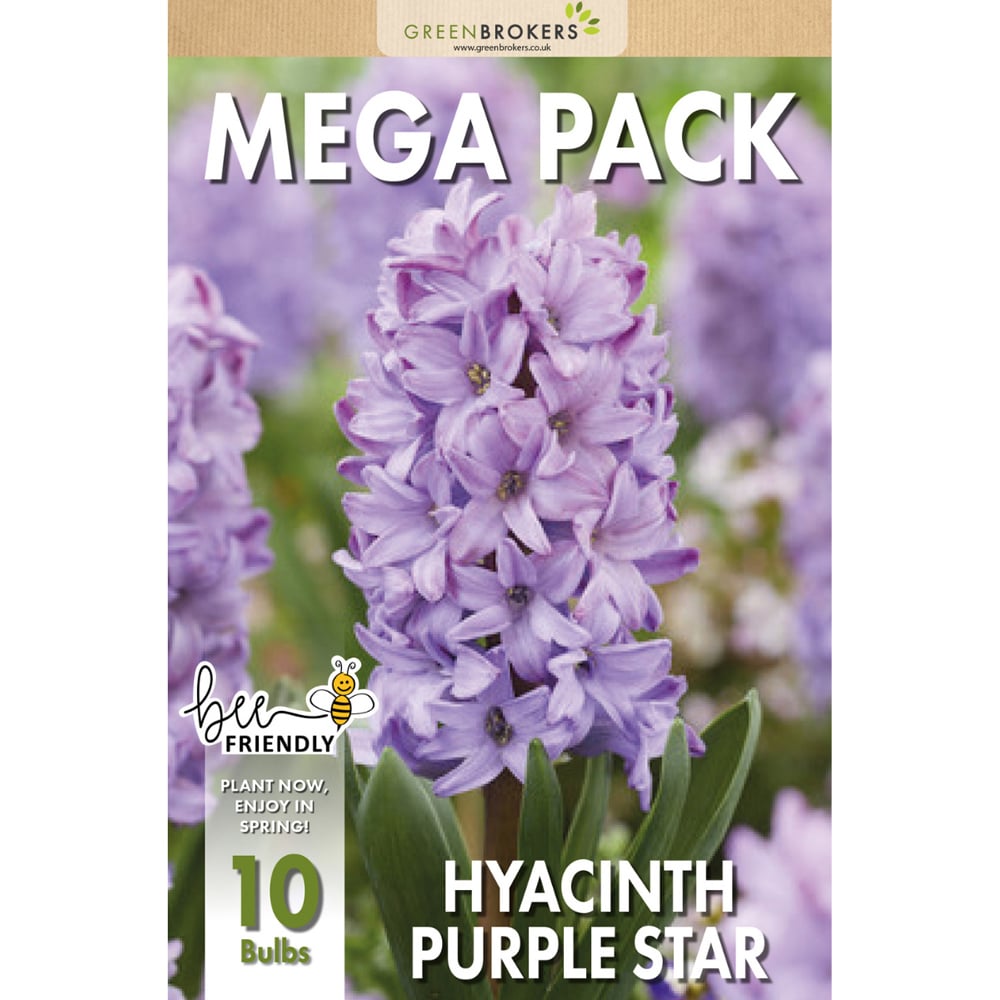 GreenBrokers Purple Star Hyacinth Bee Friendly Bulb 10 Pack Image 2