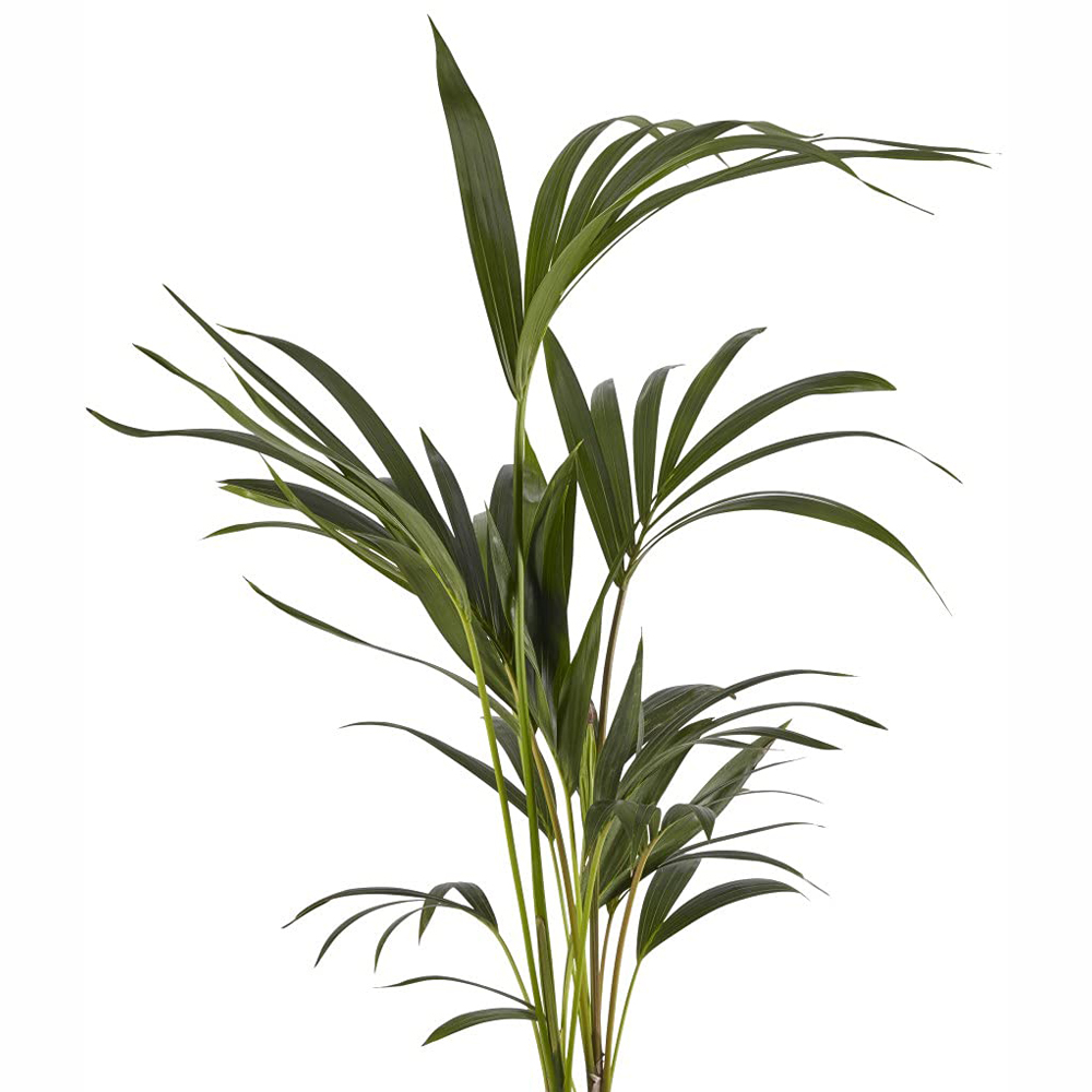 Thompson and Morgan Kentia Palm Howea forsteriana Plant Pot 17cm 2 Pack Image 2